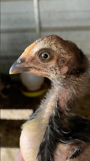 How to inject medicine #adorablechicks #chickenegg #chicken