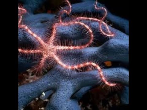 Learn About BRITTLE STARS Fast!