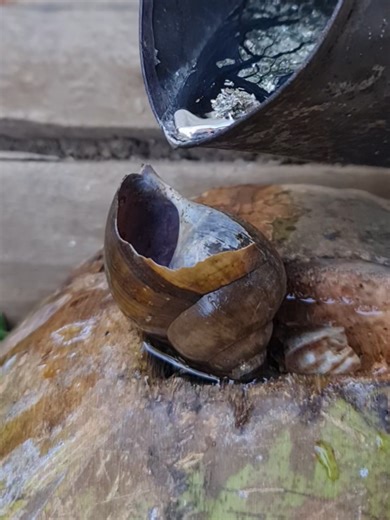 Aluminum Snail Shell Casting Art Techniques