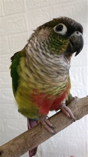 Adorable Conures Marble and Goldie's Cute Moments Caught up on Camera✨🦜 #cutealert #cockatielscraze