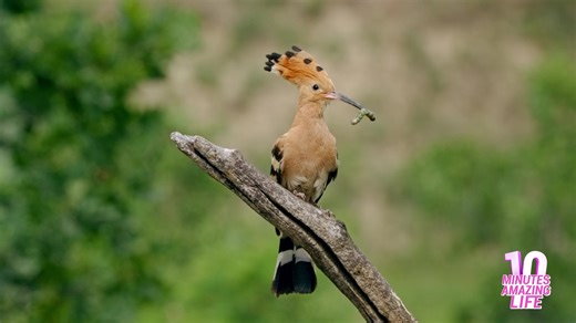 Caring hoopoe carrying food for hungry young bird