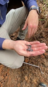 The Cutest Snake You Will Ever See! 😍 Have a go at this gorgeous Bandy Bandy we relocated from a home in Buderim today!. The gentleman was building a retaining wall and uncovered the tiny snake under some dirt. When he described it to me over the phone as it being black and white stripes we had our fingers and toes crossed that it would be a Bandy Bandy. We dont catch this species all that often, in fact we only relocate a handful every season! Please feel free to share any photos you have of B