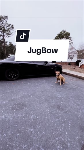 Transform Your Dog's Behavior with JugBow E-Collar