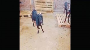 15K views · 779 reactions | Goat Milk Power || بکری کے دودھ کی اہمیت | Goat Land Farms | Facebook