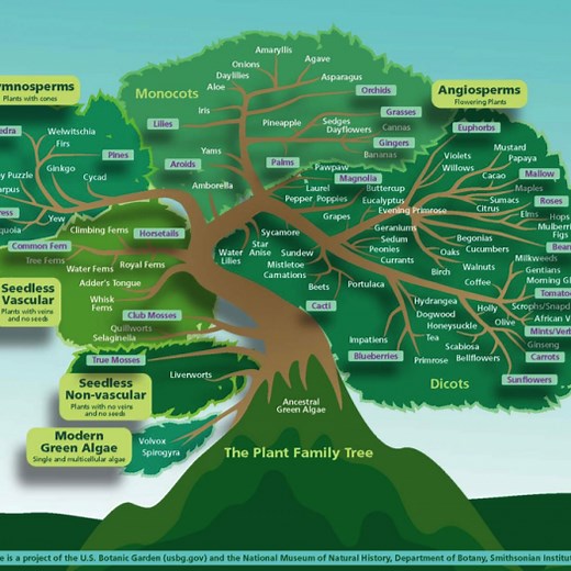 Plant Families