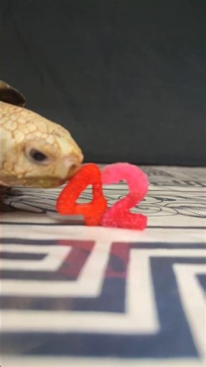 Satisfying ASMR: Tortoise Eating a Fruit Number 42 🐢