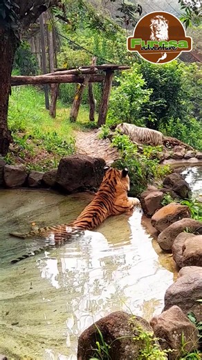 Papo y Lili disfrutando un momento de paz🐯🐾 #furesa #furesaadventure #felinos #tigres #papo #lili #elsalvador🇸🇻 #wildlife