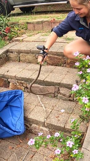 Snakes In Pairs Everywhere!! #snakecatcher #snake #wildlife #reptile #animal #nature #australia