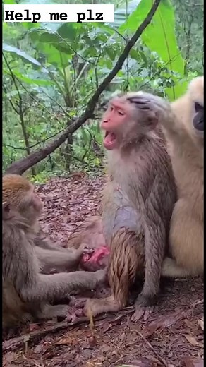 So hard to Give Birth | Game 4