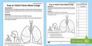 True or False Facts About the Lungs Worksheet