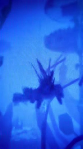 How it feels to be the only tier 5 aquatic in the server #creaturesofsonariaroblox #cos #creaturesofsonaria #roblox #creaturesofsonariafyp