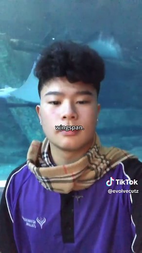 The Incredible Flight of Bumblebees