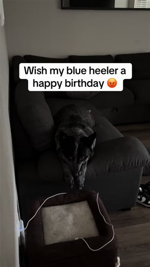 Celebrating My Blue Heeler's Birthday