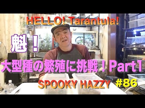 HELLO!Tarantula! #86 魁！大型種の繁殖に挑戦！Part1