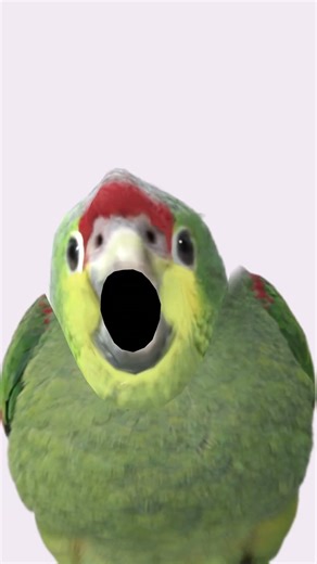 Tomato parrot alien dog