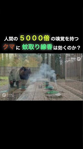 熊対策に蚊取り線香は有効か？ #生成ai