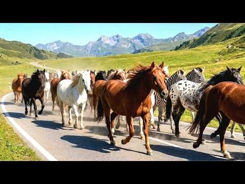 Horses galloping along a stunning mountain road – an unbelievable sight! 🔥