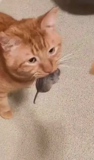 可愛い猫の癒し動画集