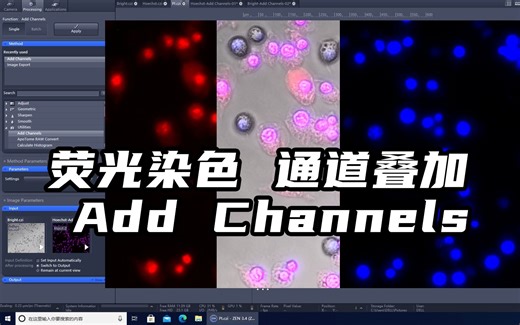 Zeiss ZEN软件对荧光照片合成叠加通道
