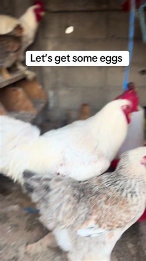 Come let’s pick some eggs from my small chicken co-op #fyppppppppppppppppppppppp #urbanfarming