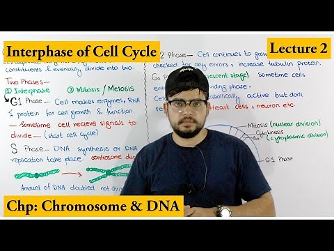 Interphase | Cell Cycle | Lecture 2