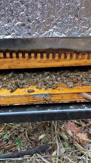 Winter Hive Maintenance for Healthy Bees | Beekeeping Tips