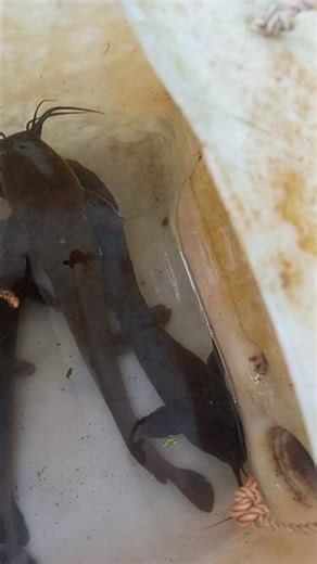 java cathfish alias lele jawa adalah koentchi