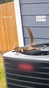 He is one smart little guy! 😄🐿 | Sassy