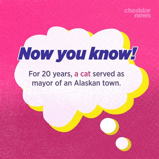 In 1997, a cat named Stubbs was made the honorary mayor of the Alaskan town of Talkeetna. #NowYouKnow #cat | Cheddar Gadgets