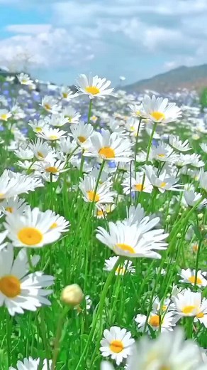 Beautiful Nature Scenery Videos