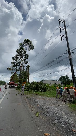5.9K views · 77 reactions | Tree trimming | คนรักงาน PM ระบบไฟฟ้า | Facebook