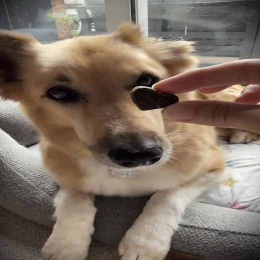 Your dog's anxiety medication isn't fixing anything. It's just numbing them while the real fear stays trapped inside, silently eating away at them. Let me be blunt. If your vet prescribed anxiety meds for your dog, they're not lying to you. They genuinely think they're helping. But here's the problem nobody talks about: Those medications don't actually calm your dog. They sedate them. They mask the symptoms while the anxiety stays trapped inside. Your dog might stop pacing or shaking on the outs