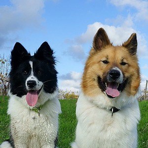elo_dogs - Twitch