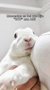 99K views · 10K reactions | Abú, creaste tantos momentos icónicos que jamás olvidaré  Comenta cuál fue tu favorito! #Abuthebunny #trending #wtfmoment #bunny #bunnystroller #petstroller #bunnylove #bunniesworldwide #bunniesofinstagram #bunnybunny #love #cute #cuteanimals #love #petlover #mascotasfelices #reels #reelsinstagram #viral #viralvideos #funnyvideos #funnybunny | Abú el Conejín | Facebook