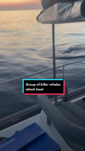 Video footage shows a group of killer whales attacking a ship in the Strait of Gibraltar. #ocean #whales #sealife #news #attack #boat