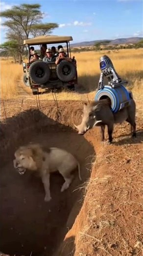 🤣Wild boar have gun #funny #funnyvideo #animals #lion