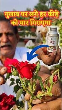 Rose plant care for summer || Best insecticide for rose plant || Rose fertilizer #rose #rosecare