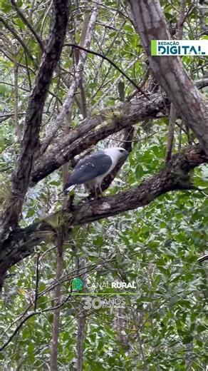 Gavião-pombo-pequeno retorna à natureza após reabilitação