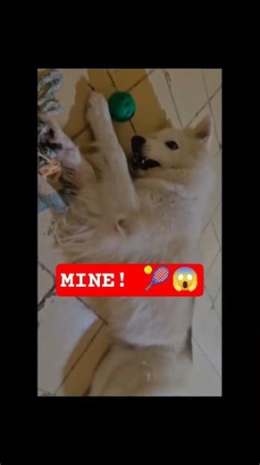 She’s Obsessed! 🎾 Funny Husky Temper Tantrum Over a Ball (2026)