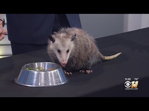 Wild Wednesday: Virginia Opossum