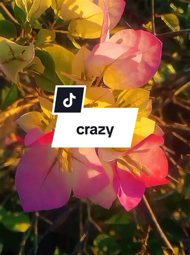 "Crazy": เพลงที่เด่นได้-ดังดีของ Patsy Cline ราชินีเพลงคันทรี่แห่งศตวร...