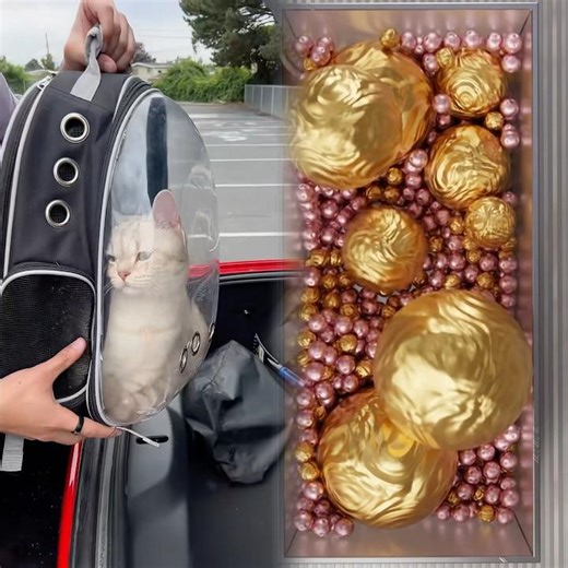 Every cat dad’s dream on a first date #cat #cats #catlover #catowner #catsoftiktok #DuetPartner