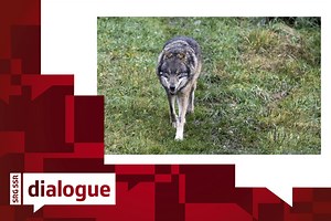 Le loup se propage en Suisse: faut-il le tirer ou le protéger?