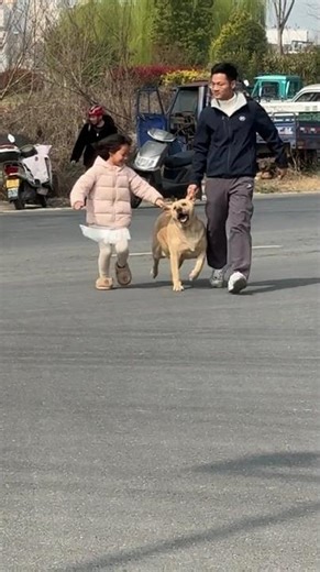 The Safe Doggy Crossing: How to Navigate Streets with Your Labrador
