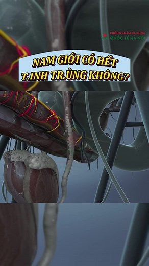 Understanding Vas Deferens and Testosterone Production