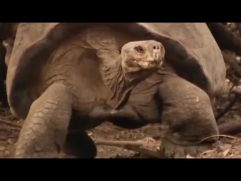 Alien Invasion on the Islands | BBC Studios