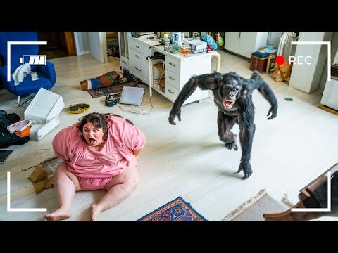 The Most Horrific Chimpanzee Attacks Ever Recorded!