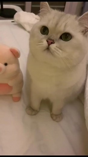 Autocat321 on TikTok