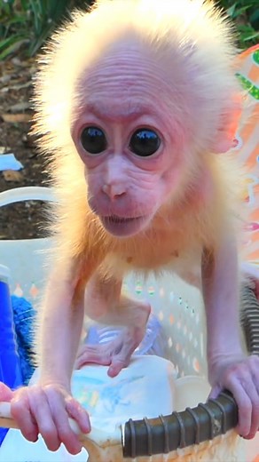 The Jungle Rescue That Saved Baby Monkey Lucy’s Life Is One of the Most Emotional Stories ❤️ 🍼 🍊 #BabyMonkeyLucy #ViralMonkey #MonkeyLove | Monkey TV168