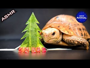 ASMR Eating Christmas Tree 🎄 Turtle Tortoise 80